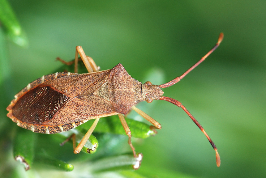 Coreidae: Gonocerus acuteangulatus del Vicentino